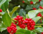 holly-bush-collection-3-potted-plants-2-1775622-regular