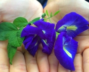 Chá de Flores Azuis de Feijão Borboleta (13)