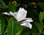gardenia (10)