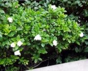gardenia (11)