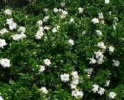 gardenia-4