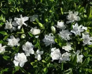 gardenia-5