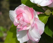 gardenia (19)