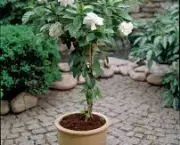 gardenia-9