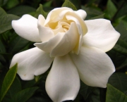 gardenia (8)