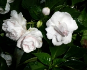 gardenia (13)