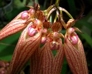 genero-bulbophyllum-um-genero-botanico (9)