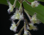 genero-bulbophyllum-um-genero-botanico (11)