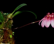 genero-bulbophyllum-um-genero-botanico (14)