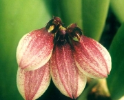 genero-bulbophyllum-um-genero-botanico (16)