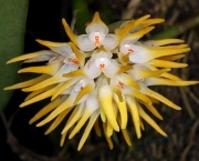 genero-bulbophyllum-um-genero-botanico (18)