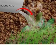herbicida-organico-como-fazer (4)