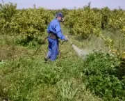 herbicida-organico-como-fazer (12)