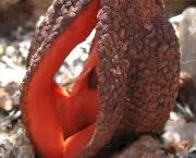 Hydnora Africana (5)
