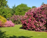 Rhododendron and Azalea Bushes in Beautiful Summer Garden in the Sunshine