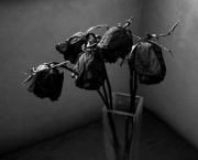 Lendas - Rosa Príncipe Negra (6)
