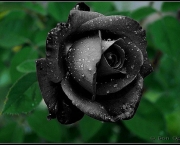Lendas - Rosa Príncipe Negra (8)