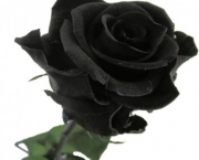 Lendas - Rosa Príncipe Negra (11)