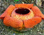 Rafflesia (Rafflesia keithii) in Poring 60 cm across, Sabah. Rafflesia are the largest single flowers in the world.