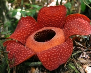 http://www.dreamstime.com/royalty-free-stock-image-rafflesia-biggest-flower-world-image5984176