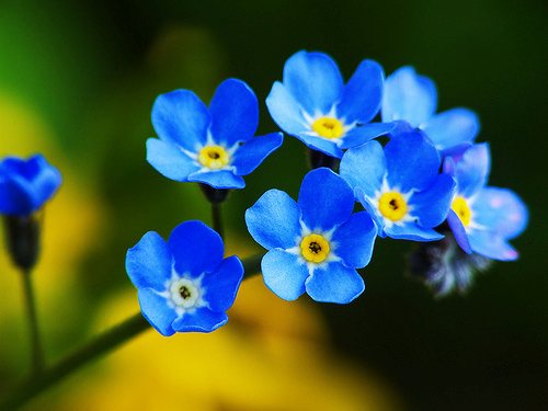 Resultado de imagem para flores azuis