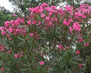 Nerium Oleander (4)