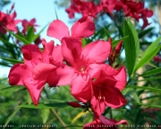 Nerium Oleander (11)