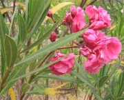 Nerium Oleander (17)