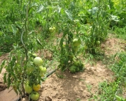 O Cultivo do Tomateiro (1)