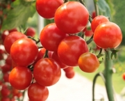O Cultivo do Tomateiro (2)