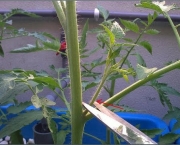 O Cultivo do Tomateiro (3)