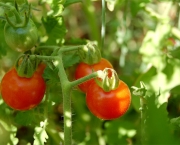 O Cultivo do Tomateiro (4)