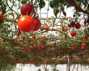 O Cultivo do Tomateiro (5)