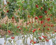 O Cultivo do Tomateiro (6)