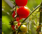 O Cultivo do Tomateiro (7)
