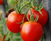 O Cultivo do Tomateiro (8)