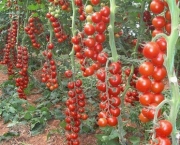 O Cultivo do Tomateiro (10)