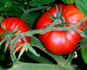 O Cultivo do Tomateiro (11)