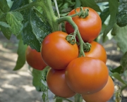 O Cultivo do Tomateiro (9)