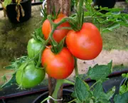 O Cultivo do Tomateiro (12)