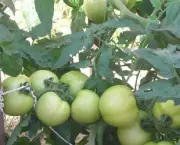 O Cultivo do Tomateiro (14)