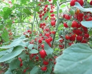O Cultivo do Tomateiro (15)
