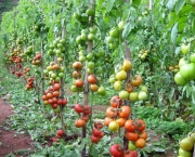 O Cultivo do Tomateiro (16)