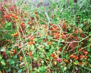 O Cultivo do Tomateiro (17)
