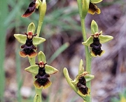 Ophrys Insectifera (1)