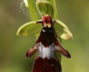 Ophrys Insectifera (2)