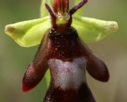 Ophrys Insectifera (3)