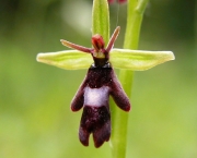 Ophrys Insectifera (4)