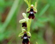 Ophrys Insectifera (6)