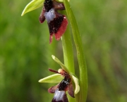 Ophrys Insectifera (7)